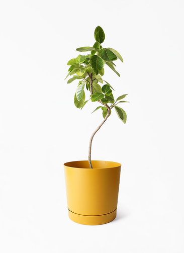【現品】フィカス・アルテシーマ　6号　曲がり　黒鉢　（2） フィカス アルテシーマ 6号 | 観葉植物 | インテリアやギフトに