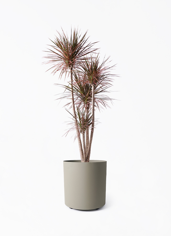 ドラセナ コンシンネ レインボー 10号 | 観葉植物通販HitoHana(ひとはな)