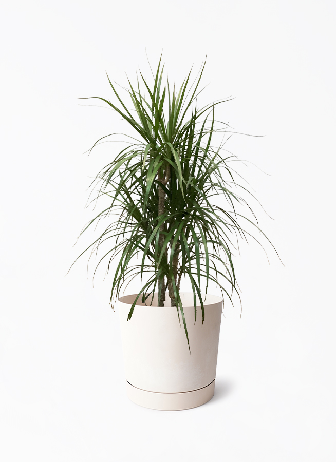 ドラセナ ×3株と、、 ドラセナ・ドラゴン 3株Mix - 株式会社山田農園