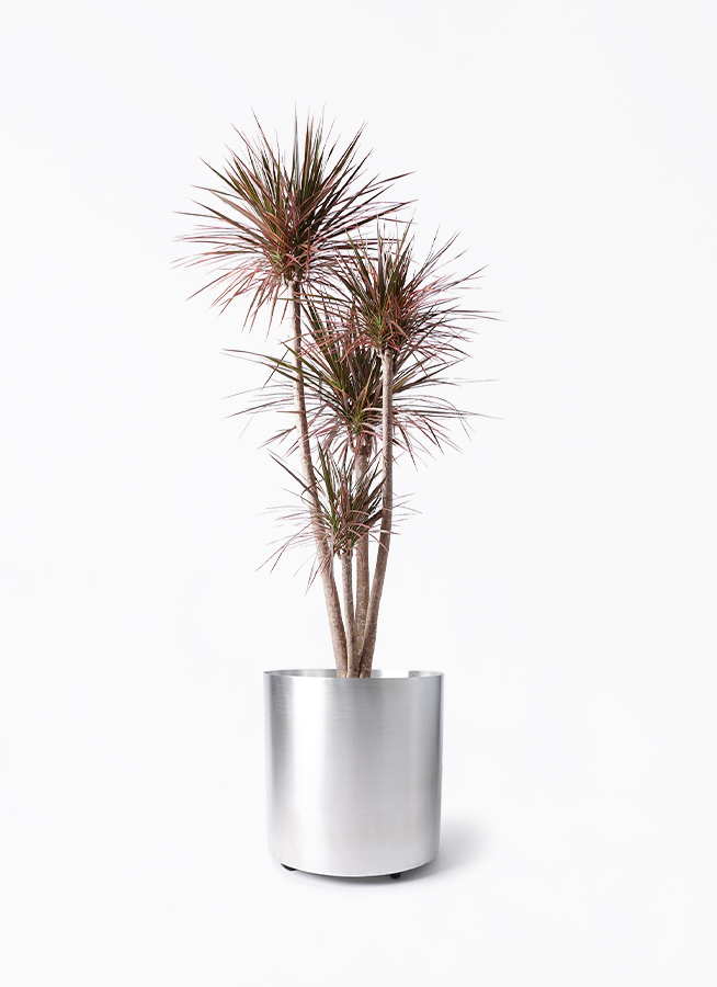 現品　ドラセナ　コンシンネ　レインボー　26番　観葉植物　インテリアグリーン 観葉植物 ドラセナ コンシンネ レインボー 8号 ストレート エコ