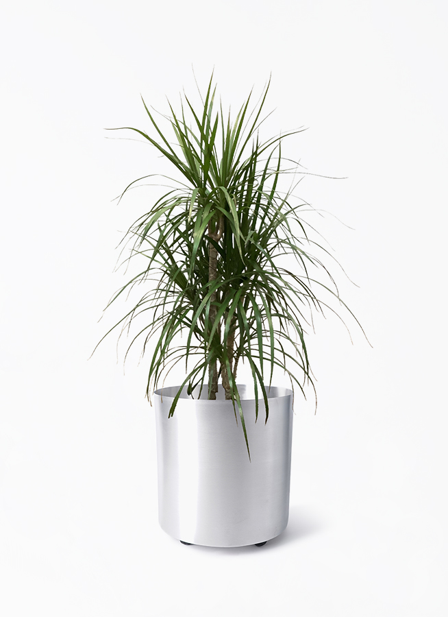 観葉植物 ドラセナ コンシンネ 8号 寄せ フェルム シリンダー