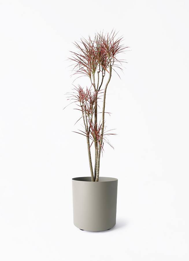 ドラセナ コンシンネ レインボー 8号 | 観葉植物通販HitoHana