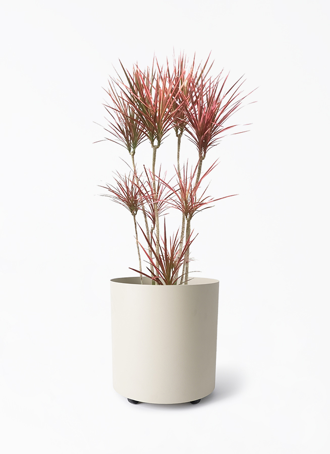 ドラセナ コンシンネ スカーレットアイビス 寄せ | 観葉植物通販