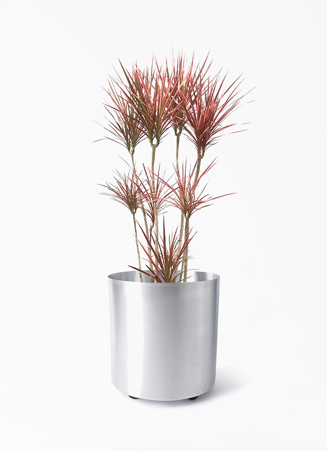 赤ドラセナ　鉢付き　観葉植物 ドラセナ 赤ドラセナ 【観葉植物 8号鉢／1個売り】｜ 【植物の