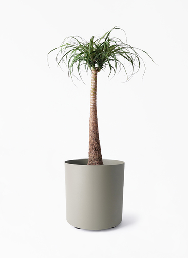 観葉植物　トックリラン　ポニーテール　マヤパーム　ノリナ　マヤツリー　８号鉢 beaucarnea-recurvata-324_1.jpg