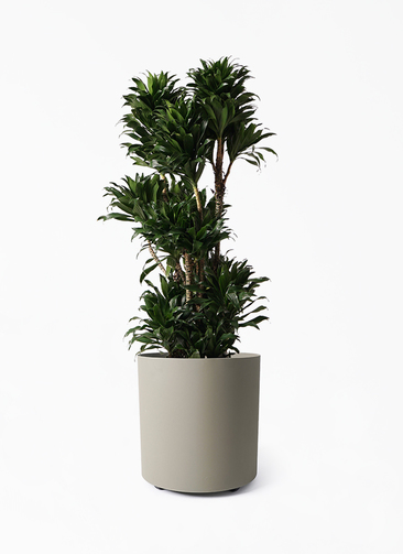 観葉植物 ドラセナ コンパクター 10号 フェルム シリンダー オリーブ