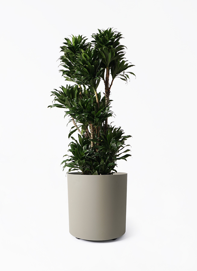 観葉植物 ドラセナ コンパクター 10号 フェルム シリンダー オリーブ