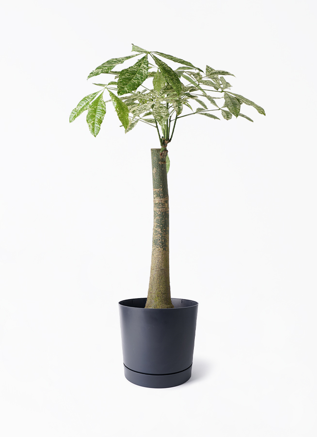 パキラ 朴 斑入り | 観葉植物の通販ならHitoHana（ひとはな）