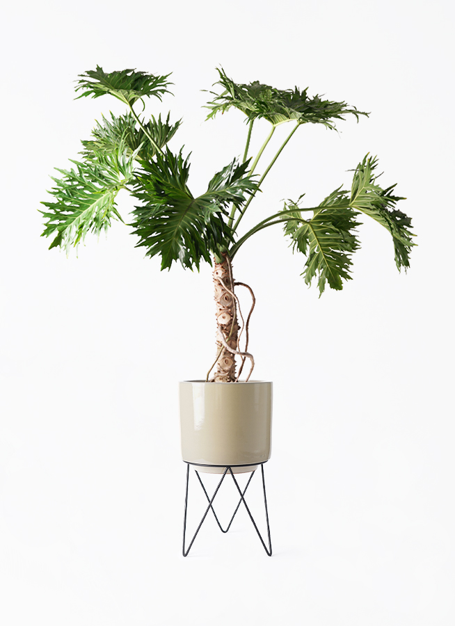 セローム ヒトデカズラ 根あがり | 観葉植物通販HitoHana(ひとはな)