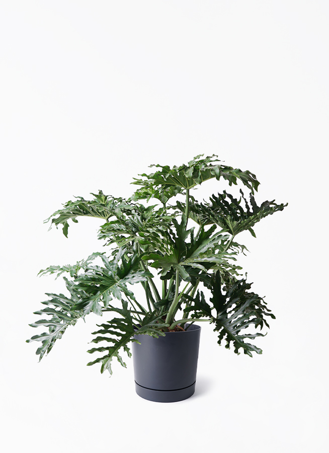 観葉植物 フィロデンドロン 8号 セローム ヒトデカズラ ボサ造り