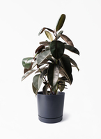 フィッカス・バーガンディ　リビングサイズ　no1 ficus-burgundy-217_1.jpg?