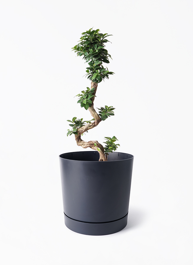 ガジュマル 曲がり | 観葉植物通販 Hitohana（ひとはな）