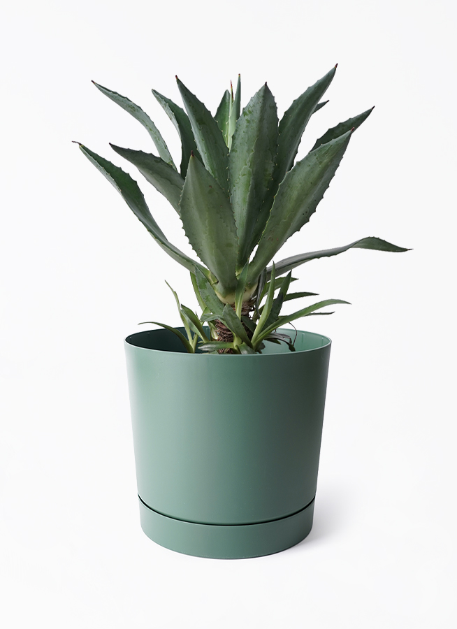 植物　アガベ　アメリカーナ中株8 観葉植物 アガベ 8号 アメリカーナ プロスパー トゥーボ パイン