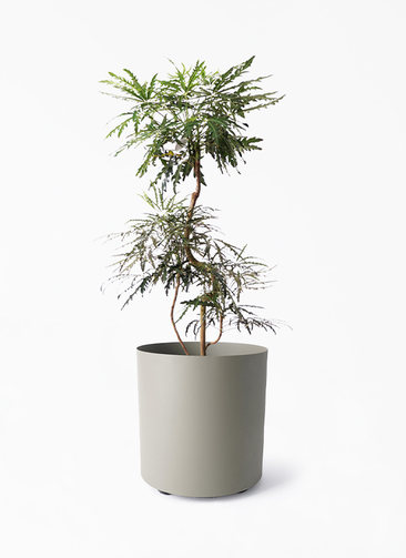 観葉植物 グリーンアラレア 8号 曲り フェルム シリンダー オリーブ