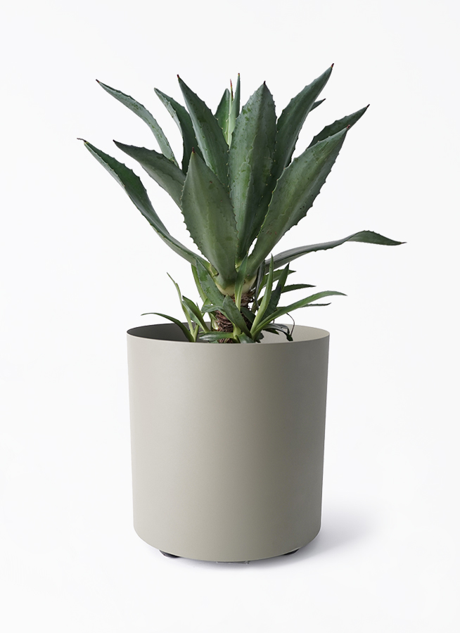 観葉植物 アガベ 8号 アメリカーナ フェルム シリンダー オリーブ