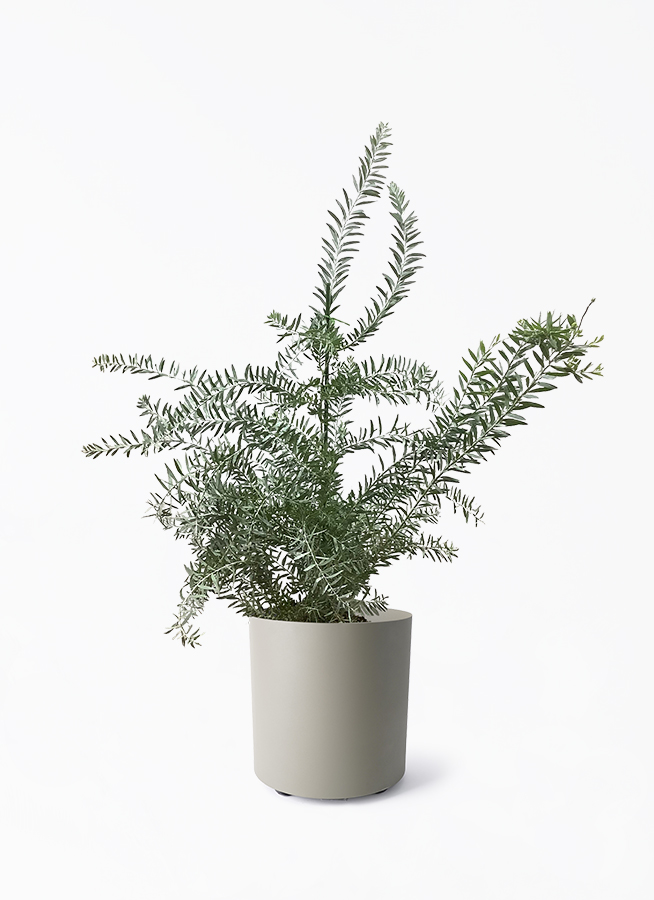 観葉植物 アカシア ブルーブッシュ 8号 フェルム シリンダー オリーブ