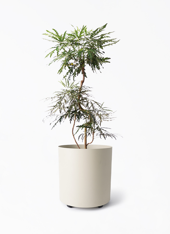 観葉植物 グリーンアラレア 8号 曲り フェルム シリンダー アイボリー
