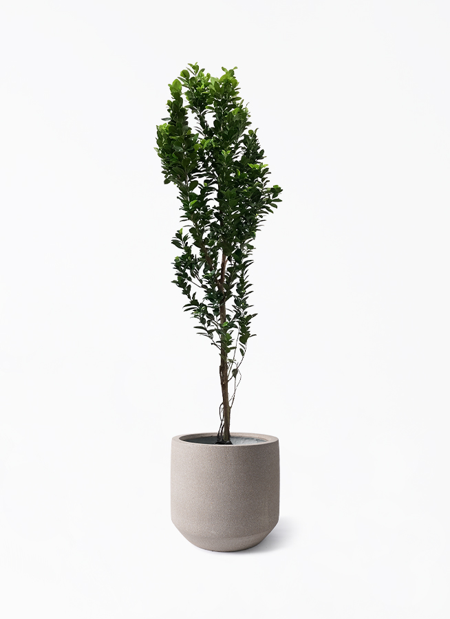 観葉植物 ガジュマル 10号 ベビーリーフ パボ ミドル アースブラウン