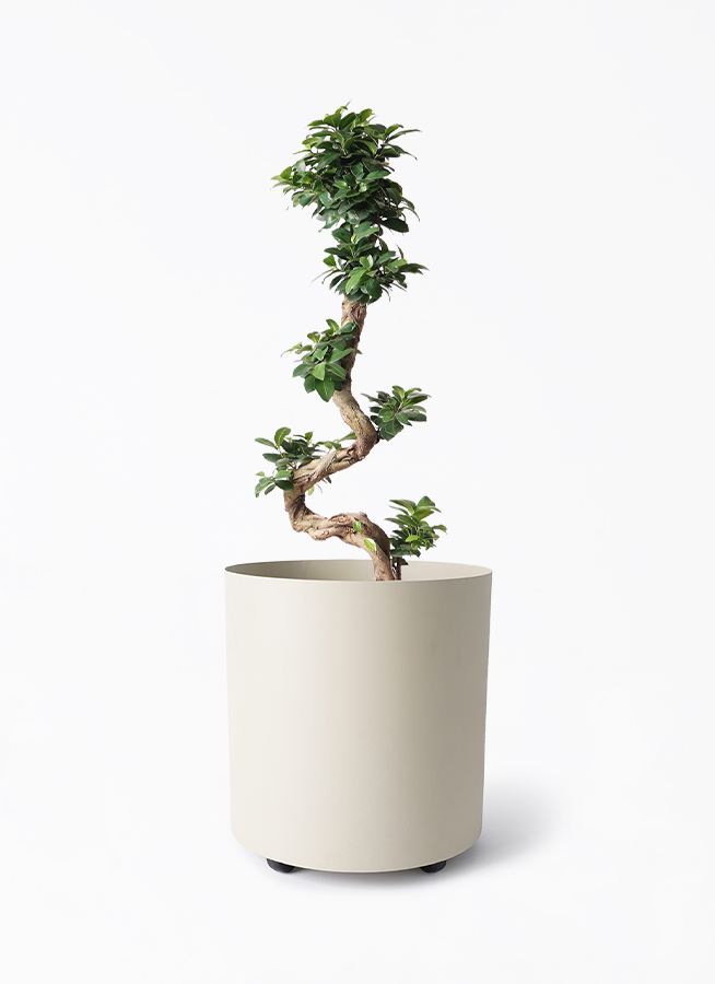 ガジュマル 曲がり | 観葉植物通販 Hitohana（ひとはな）