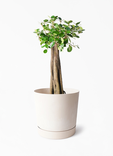 chinese-banyan-panda-205_1.jpg