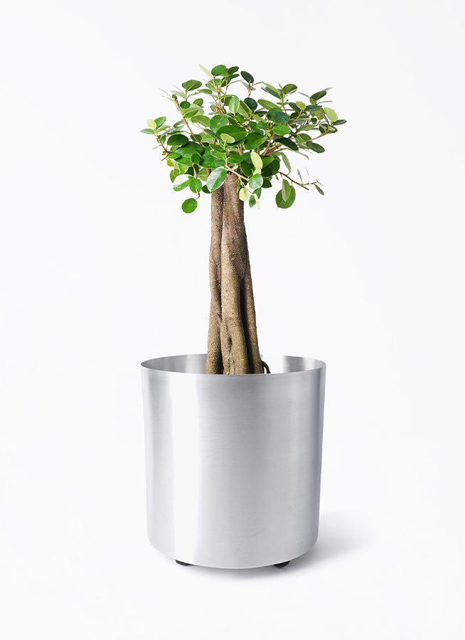 パンダ ガジュマル 朴仕立て | 観葉植物通販 HitoHana（ひとはな）