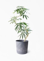 シェフレラ アンガスティフォリア | 観葉植物通販 HitoHana（ひとはな）