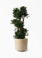 観葉植物 ドラセナ コンパクター 10号 プラスチック鉢 | 観葉植物なら