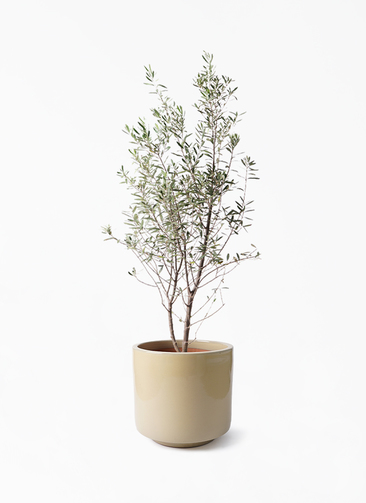観葉植物 オリーブの木 10号 チプレッシーノ ビトロ エンデカ クリーム