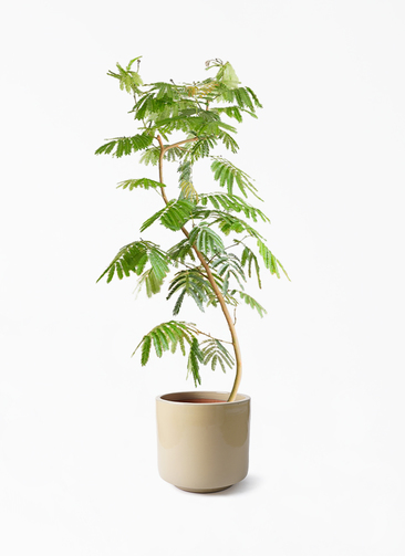 観葉植物 エバーフレッシュ 10号 曲り ビトロ エンデカ クリーム釉