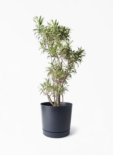 dracaena-song-of-india-292_1.