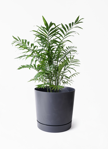 table-palm-485_1.jpg?1722001494