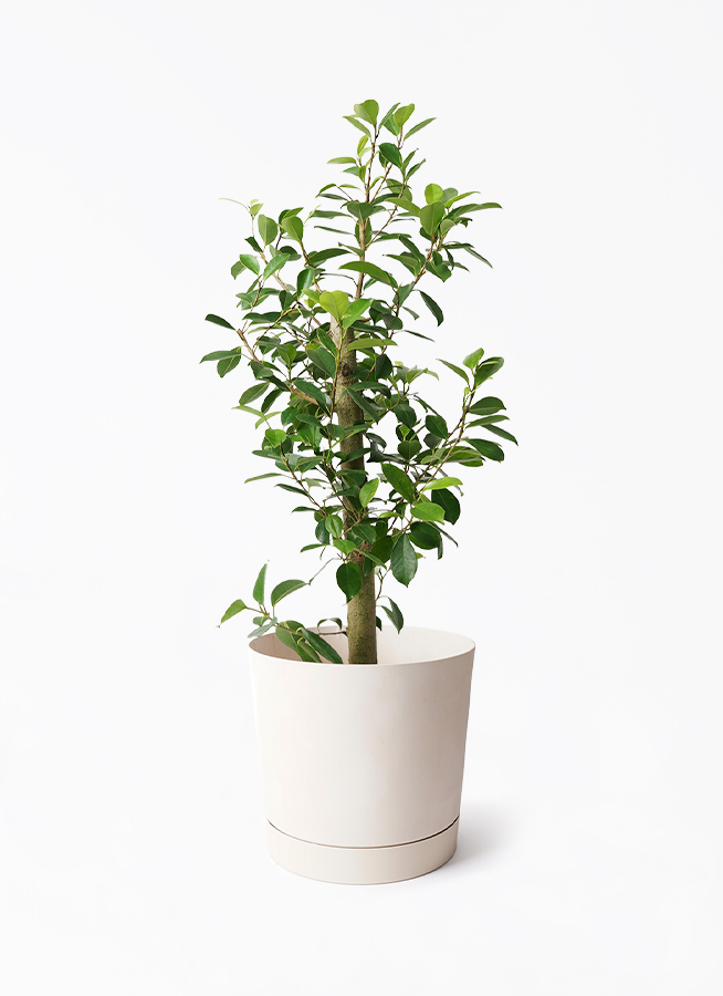 観葉植物 ガジュマル 7号 ストレート プラスチック鉢 | 観葉植物