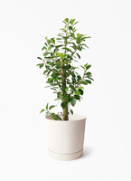 chinese-banyan-straight-102_1.