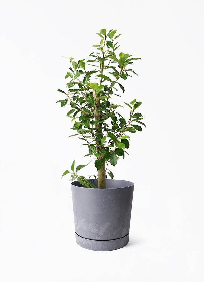 観葉植物 ガジュマル 7号 ストレート パボ ミドル アース