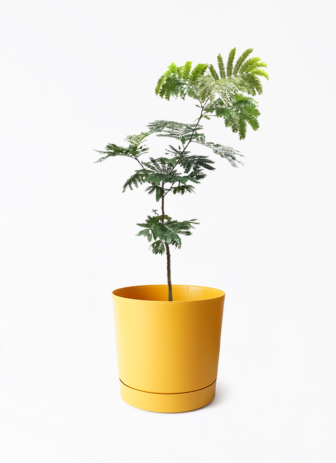 エバーフレッシュ | 観葉植物の通販ならHitoHana(ひとはな) エバーフレッシュ | 観葉植物の通販ならHitoHana(ひとはな)