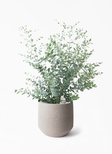 新品30ml ユーカリ等7本おまとめ品 eucalyptus-gunnii-548_1.jpg?