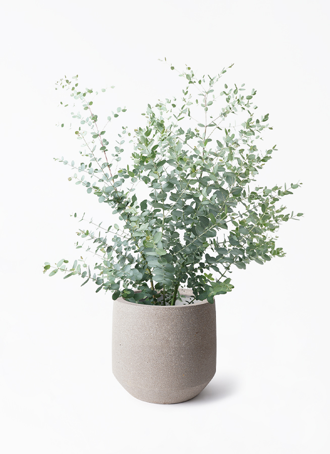 eucalyptus-gunnii-548_1.jpg?
