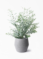 ユーカリ グニー | 観葉植物 | インテリアやギフトに - Hitohana（ひと