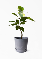 観葉植物 フィカス アルテシーマ 7号 曲り ベータ キューブプランター