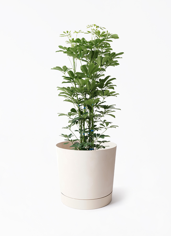 kapok-866_1.jpg?1722002441