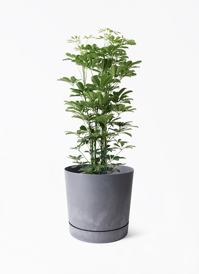 観葉植物 シェフレラ(カポック) 7号 ノーマル プロスパー トゥーボ 観葉植物 シェフレラ(カポック) 7号 ノーマル プロスパー トゥーボ