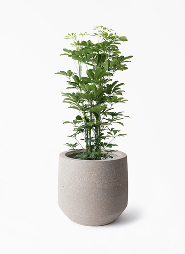 カラーサンドアート　コーヒーの木　観葉植物　シェフレラ　カポック カラーサンドアート コーヒーの木 観葉植物 シェフレラ カポック