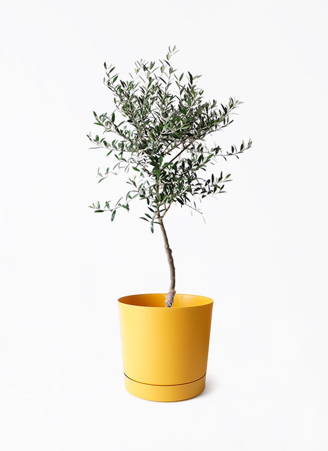 オリーブの木 7号 | 観葉植物 | 送料無料でお届け - Hitohana（ひとはな）