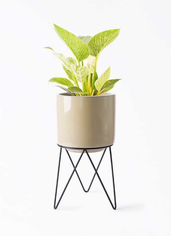 フィロデンドロン バーキン | 観葉植物の通販ならHitoHana