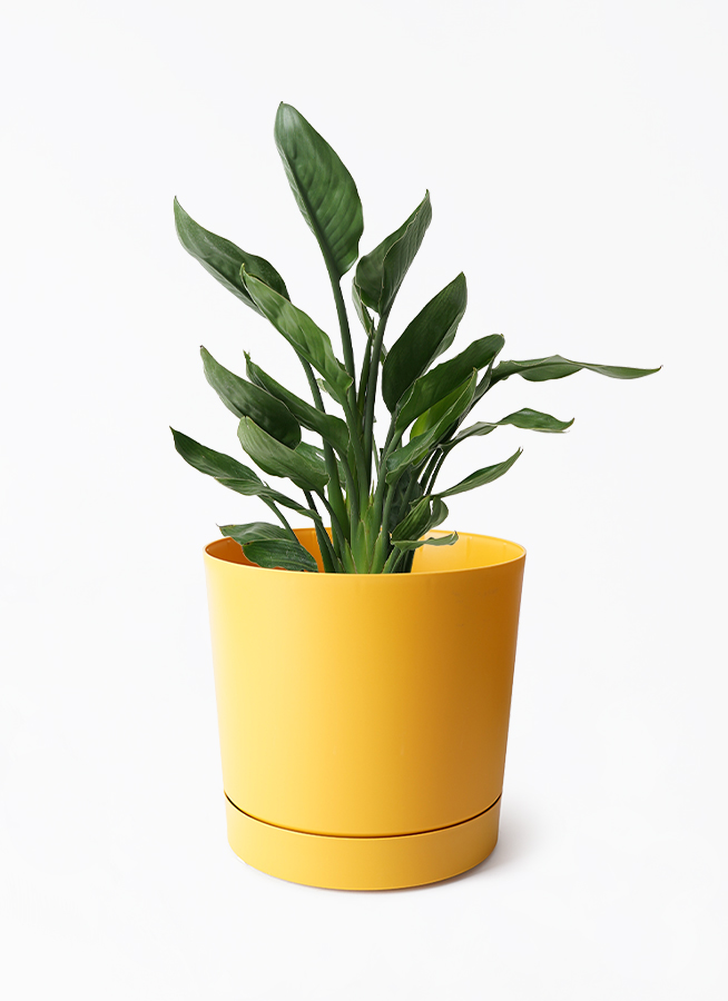 strelitzia-reginae-212_1.jpg?