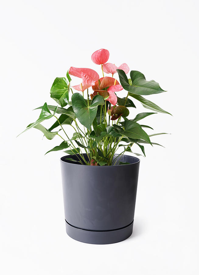 観葉植物 アンスリウム 7号 ピンク プロスパー トゥーボ アンスラ