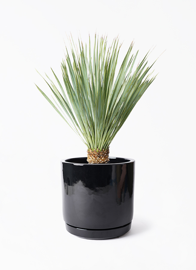 観葉植物 ユッカ 6号 ロストラータ ビトロ エンデカ ブラック釉 付き
