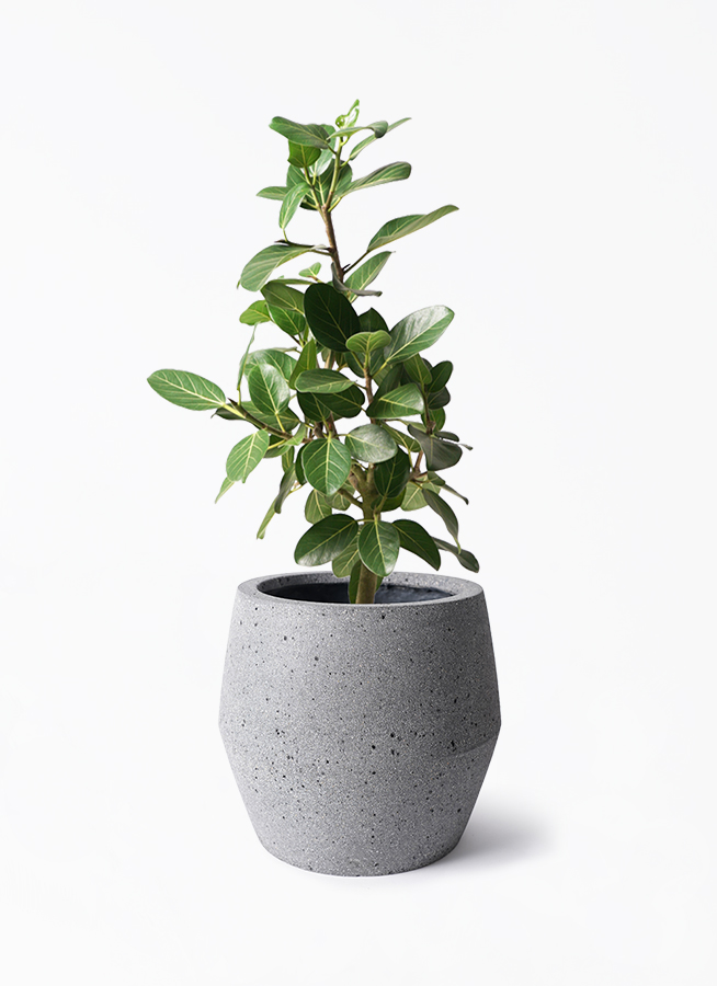 フィカス ベンガレンシス 7号 | 観葉植物 | 送料無料でお届け