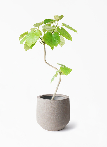 観葉植物 フィカス ウンベラータ 7号 曲り パボ ミドル アースブラウン