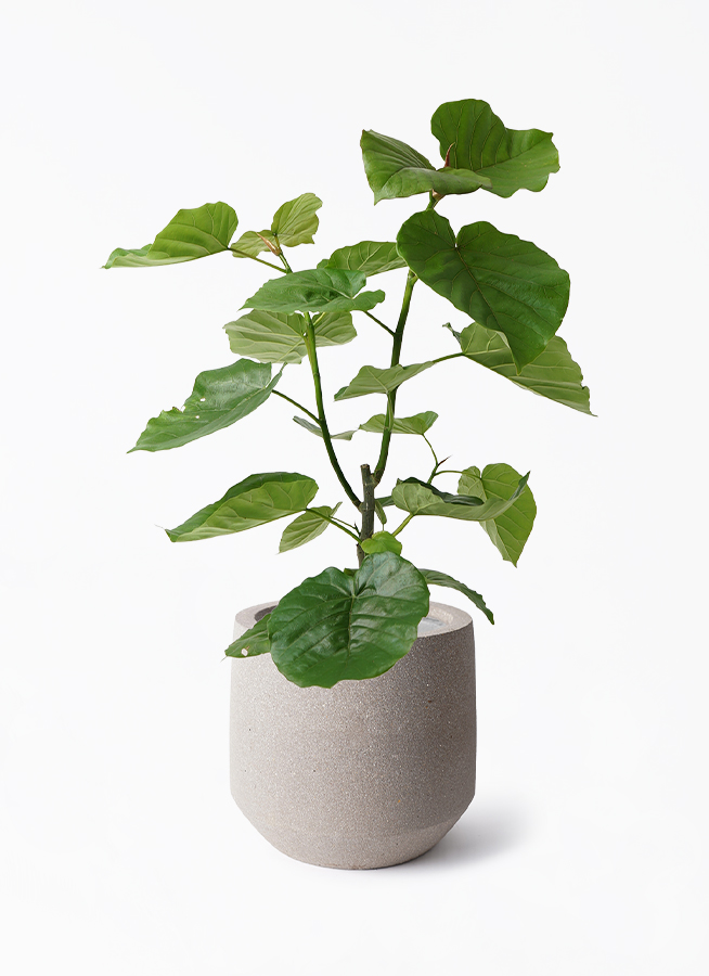 【送料無料】無印良品 大型 観葉植物 フィカスウンベラータ　200cm曲がり ficus-umbellata-1147_1.jpg?
